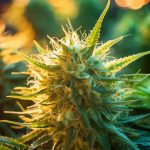 CBD & SARS-CoV-2