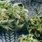 Försäljning av medicinsk cannabis ökar trots nya restriktioner