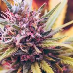 Medicinsk cannabis Del 3 av 3 Dr Mechoulam