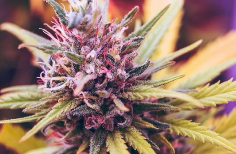 Medicinsk cannabis Del 3 av 3 Dr Mechoulam
