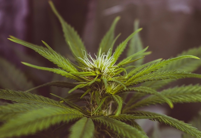 CBD-olja - en juridisk gråzon