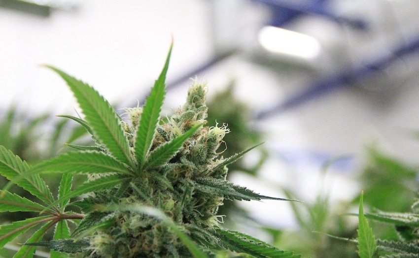Därför ökar förskrivningen av medicinsk cannabis i Sverige