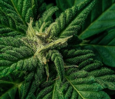 Cannabis-quiz