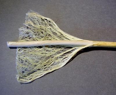 hampafiber-quiz-01