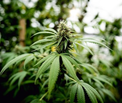 medicinsk cannabis-quiz02