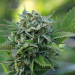 Cannabis indica