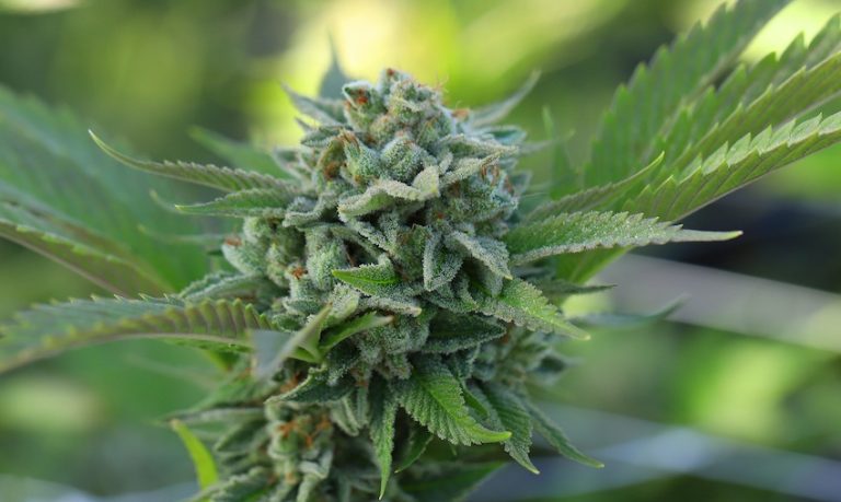Cannabis indica