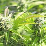 Cannabis ruderalis