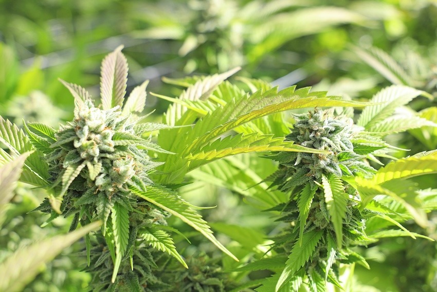 Cannabis ruderalis
