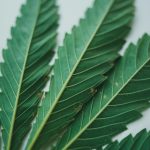 Cannabis sativa