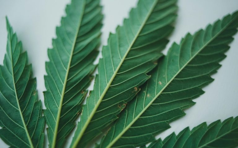 Cannabis sativa