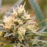 Cannabinoid cbc