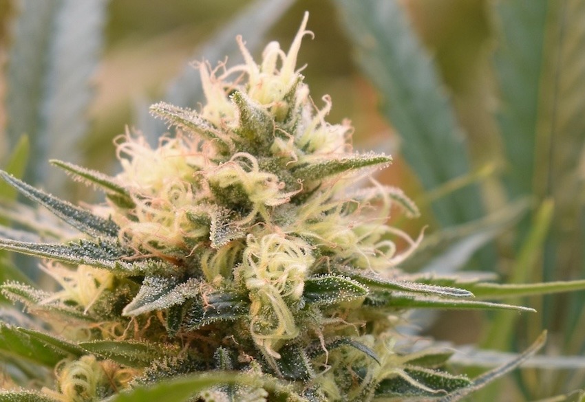 Cannabinoid cbc