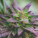 cbd hampa