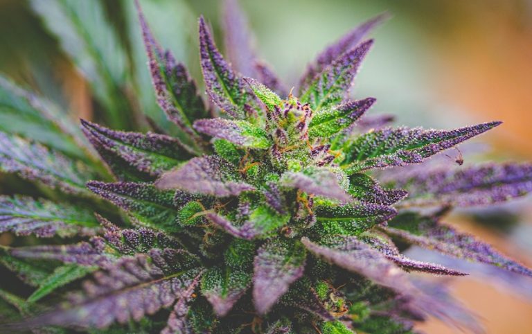 cbd hampa