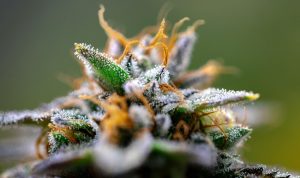 cbn cannabinol