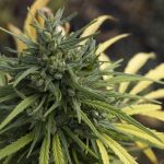 Cannabis och hjärtat – två nya studier, två olika svar