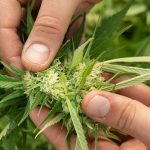 Cannabis och leverhälsa