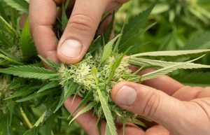 Cannabis och leverhälsa