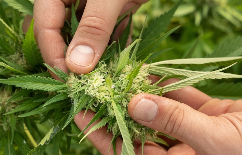 Cannabis och leverhälsa