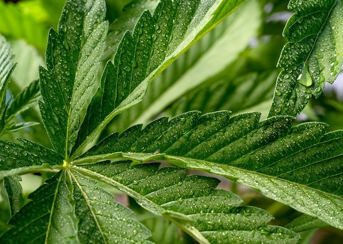 Från Genève 1925 till Cannabisrenässansen: Ett sekel av kontroll, kamp och återupprättelse