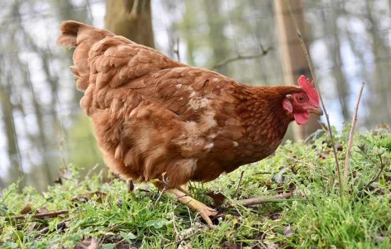 Hampfrömjöl tar plats i hönsfodret