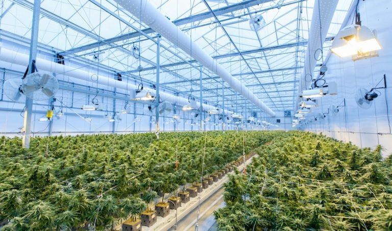 cannabisrester som energikälla