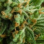 cbd buds