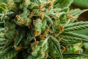 cbd buds