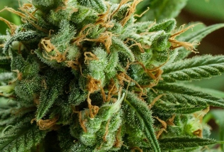cbd buds