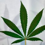 Google Ads och cannabisreklam