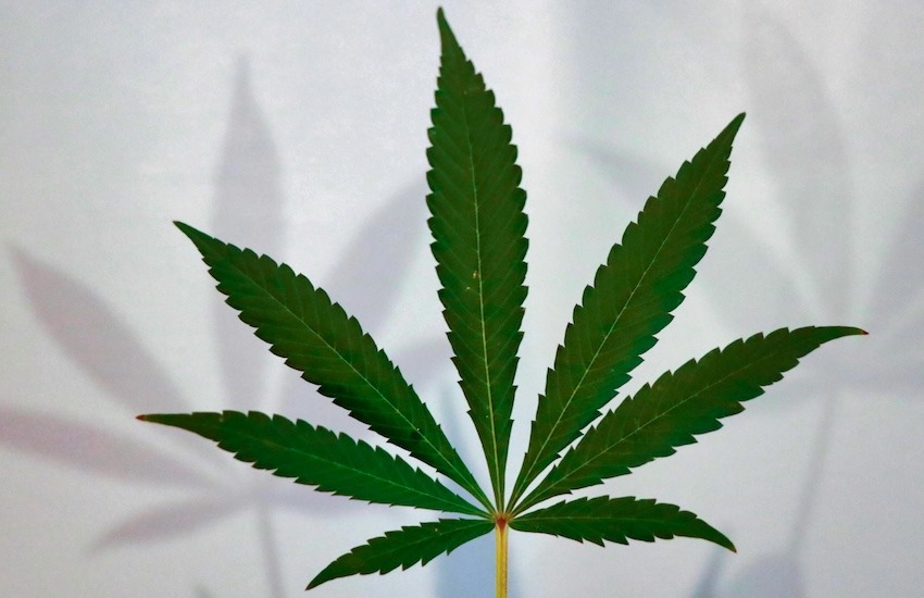 Google Ads och cannabisreklam