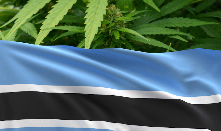 Botswanas flagga och hampablad i bakgrunden.
