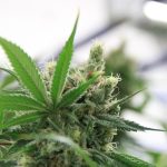Spanien godkänner medicinsk cannabis. Bild på blomställning.
