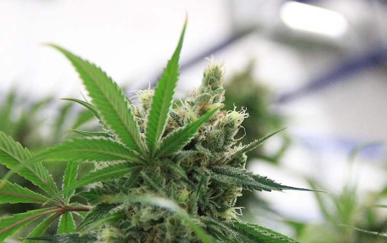 Spanien godkänner medicinsk cannabis. Bild på blomställning.