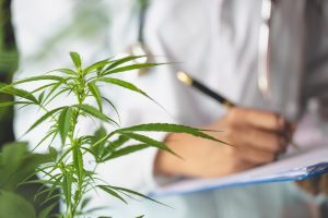 Forskare som granskar CBD