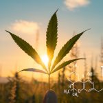 Hampablad med THC-formeln