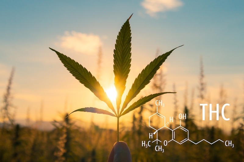 Hampablad med THC-formeln