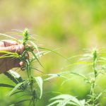 Industrihampa eller cannabis?
