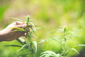 Industrihampa eller cannabis?