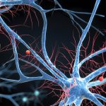 endocannabinoida systemet