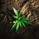 Liten cannabisplanta