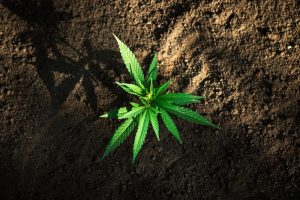 Liten cannabisplanta