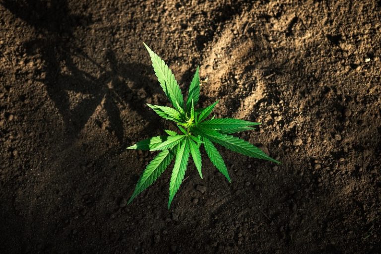 Liten cannabisplanta