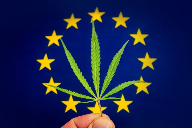 EU: Ja till hampablomman som jordbruksvara – men nationella förbud kan bestå